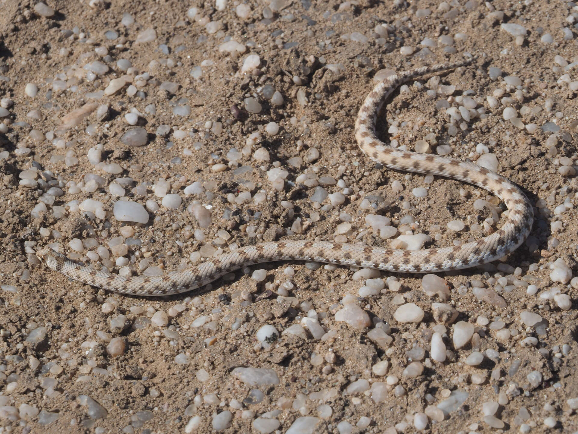 Image of Dwarf Beaked Snake