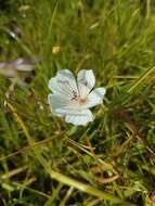 Image of Douglas' meadowfoam