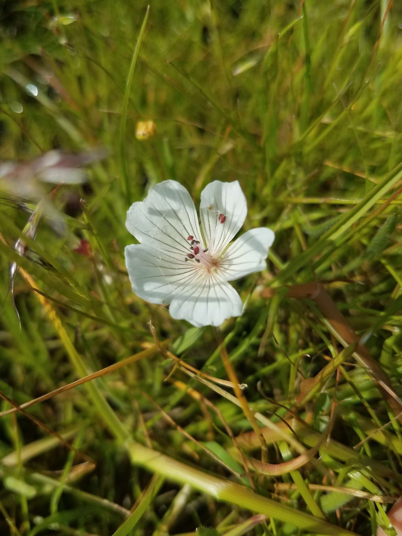 Image of Douglas' meadowfoam