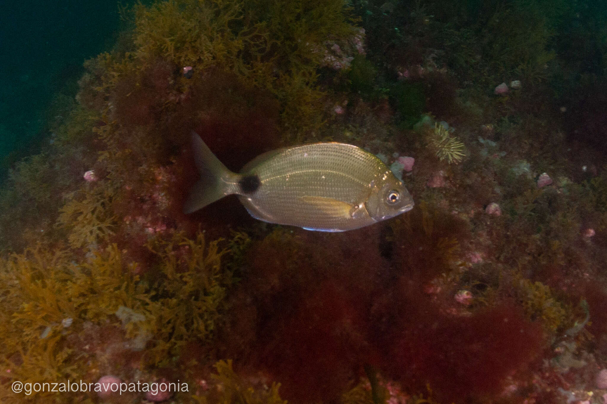 Image de Diplodus argenteus (Valenciennes 1830)