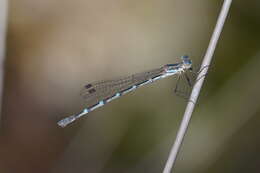 Image of Dune Ringtail