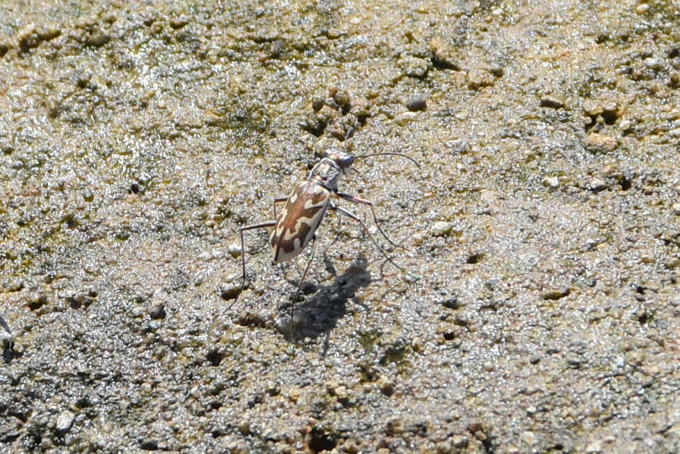 Image of Ellipsoptera macra fluviatilis (Vaurie 1951)