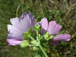 Image of european mallow