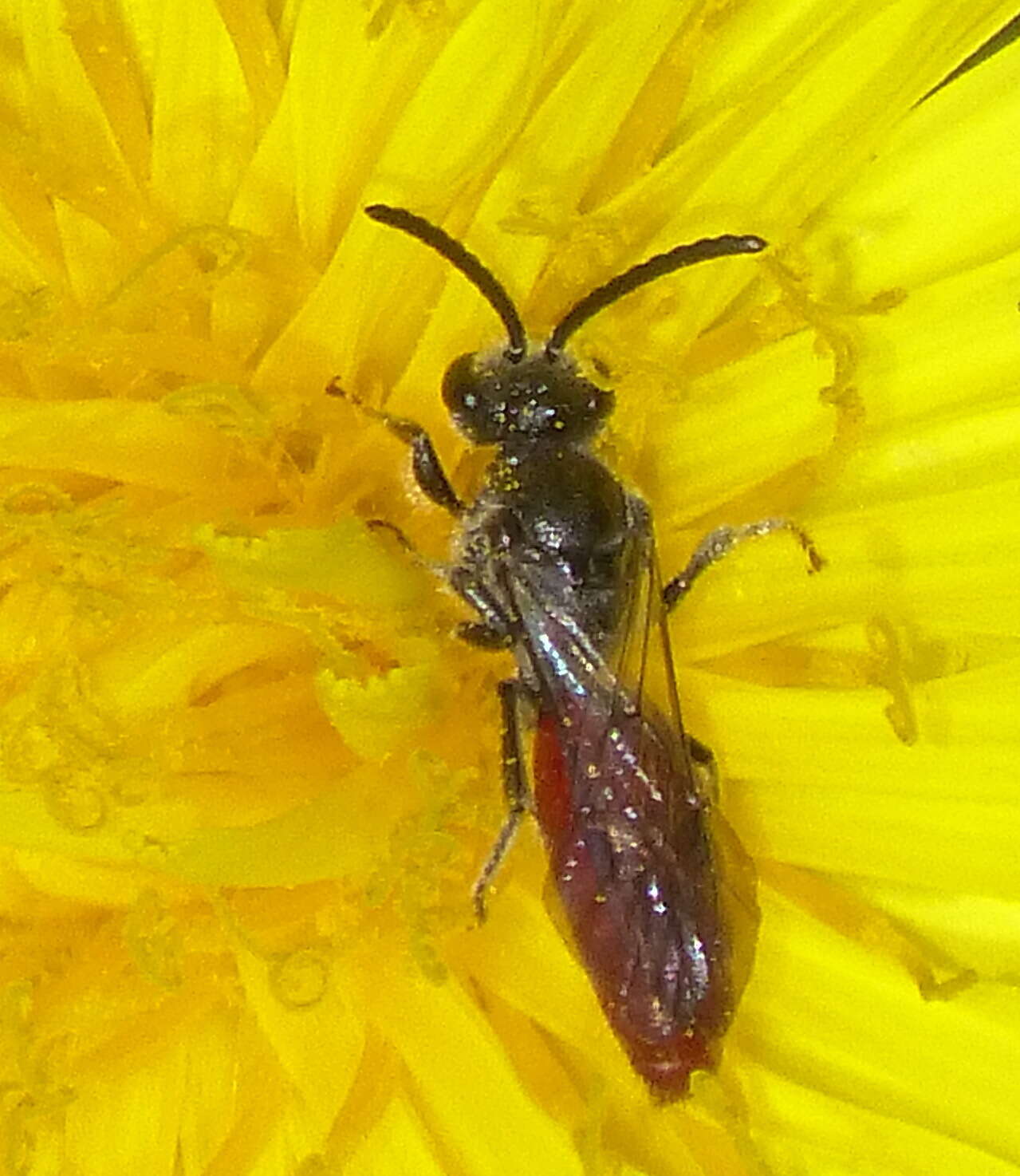 Image of Sphecodes ranunculi Robertson 1897