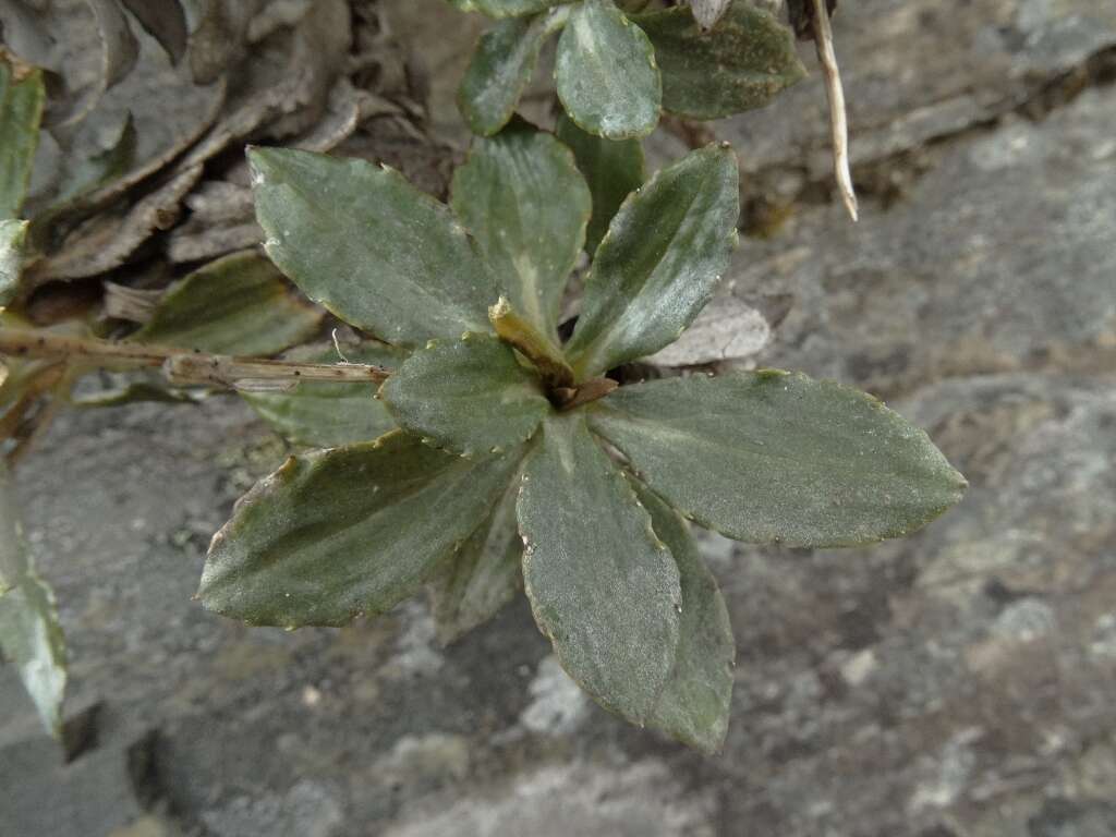Image of Celmisia brevifolia Cockayne