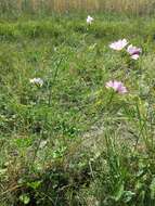 Image of european mallow