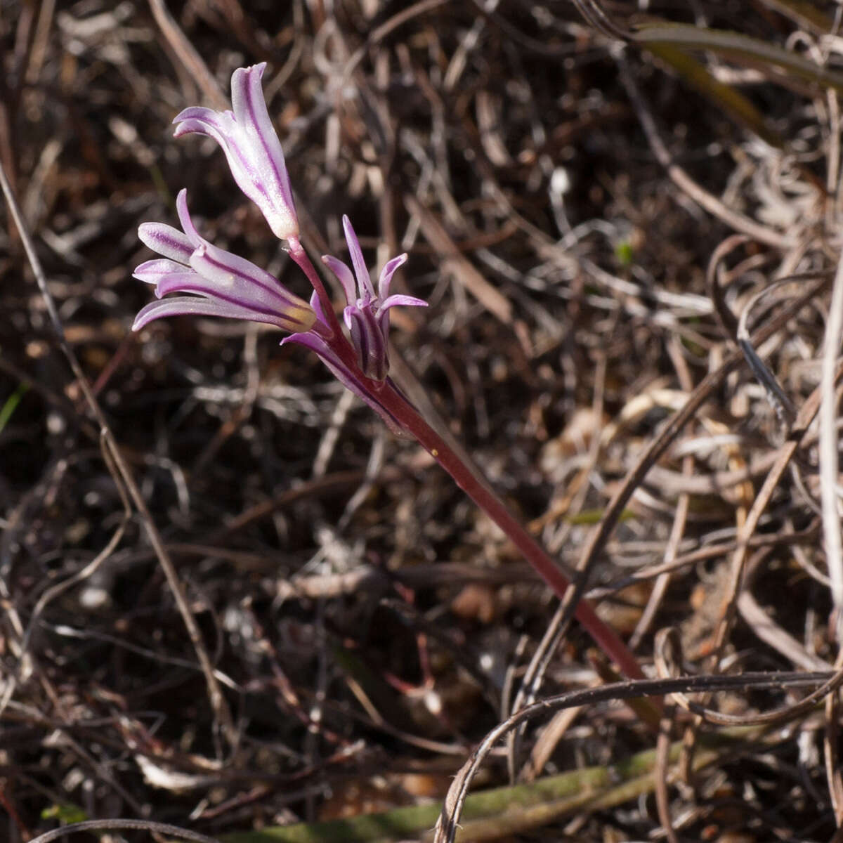 Image of Lachenalia corymbosa (L.) J. C. Manning & Goldblatt