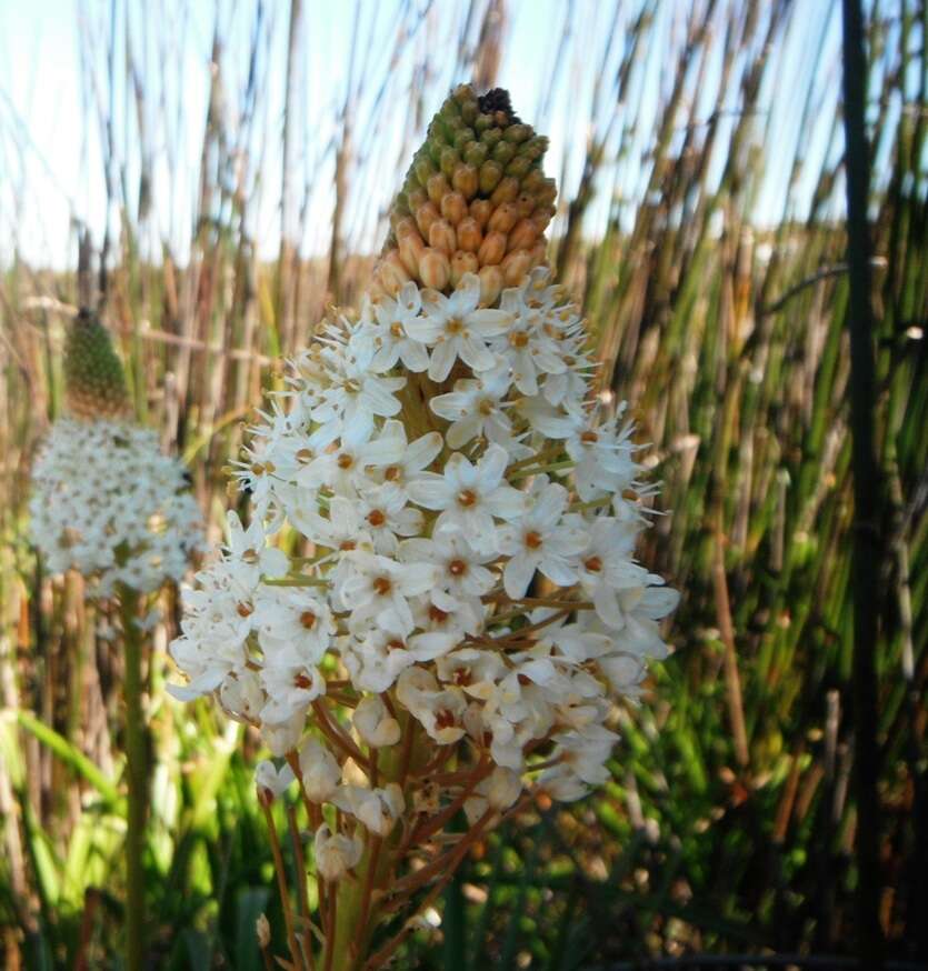 Image of Bulbinella nutans subsp. nutans