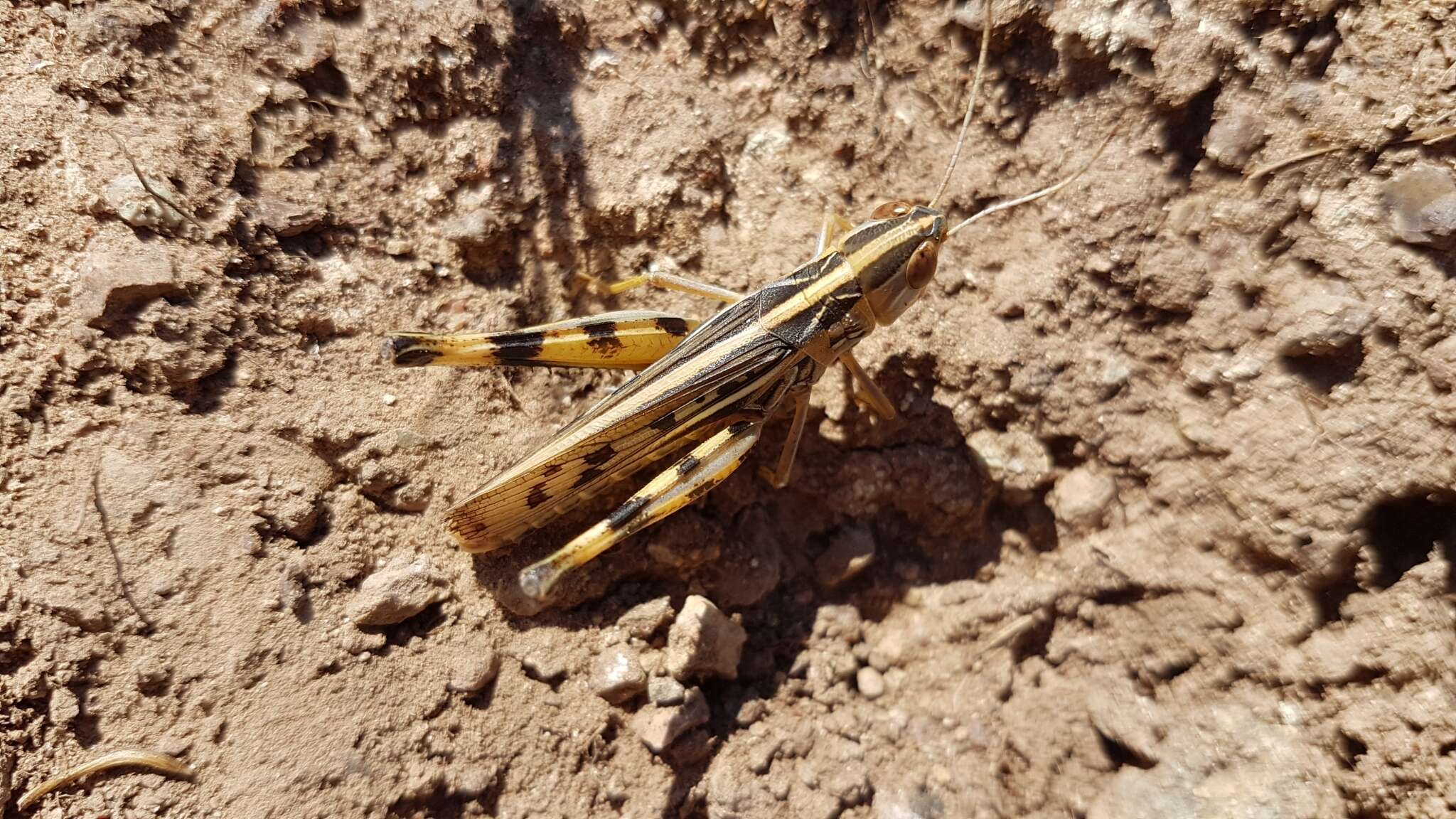 Ramburiella (Palaeocesa) turcomana (Fischer von Waldheim 1833) resmi