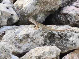 Image of Striped Anole