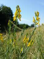 Imagem de Genista tinctoria L.