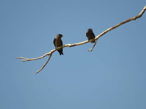 Image of White-thighed Swallow