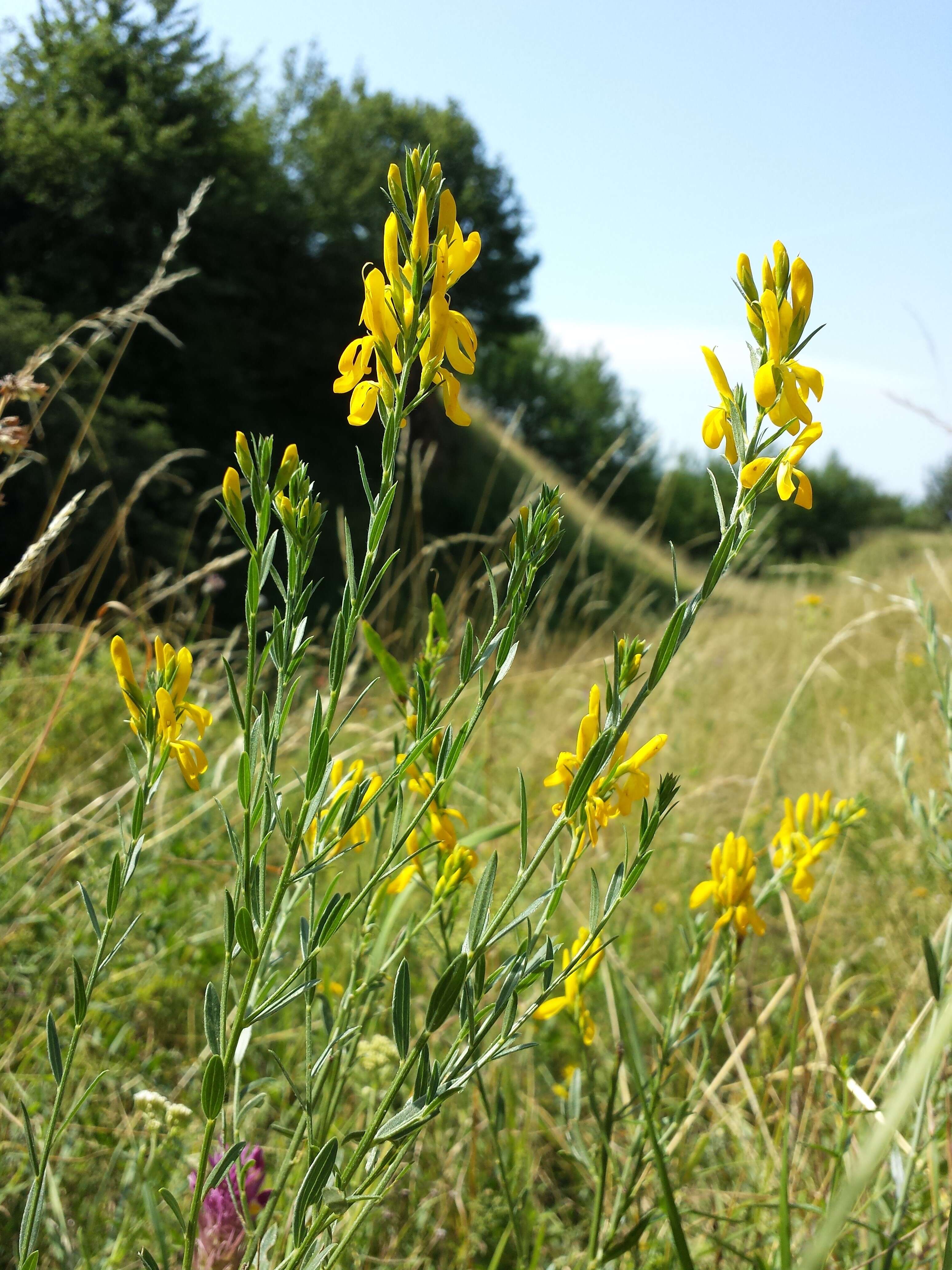 Imagem de Genista tinctoria L.