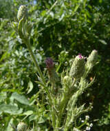 Plancia ëd Cirsium creticum subsp. gaillardotii (Boiss.) Davis & Parris