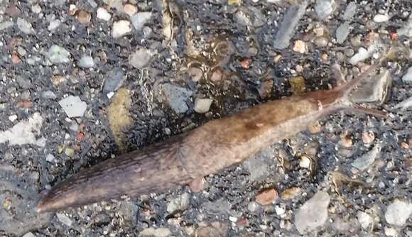 Image of grey field slug