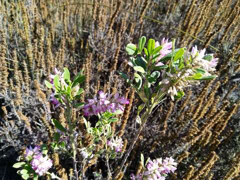 Image of Indigofera cytisoides Thunb.