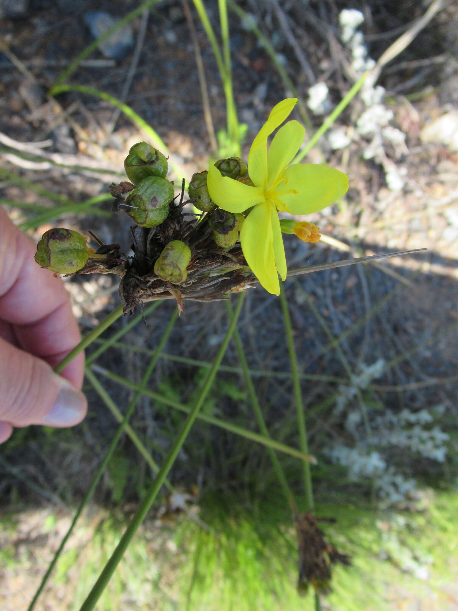 Слика од Bobartia longicyma Gillett