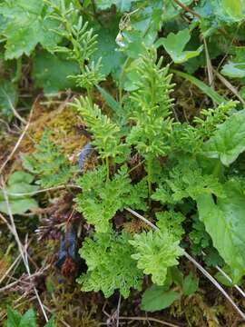 Sivun Cryptogramma sitchensis (Rupr.) Moore kuva