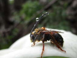 Imagem de Eucera lanuginosa Klug 1845