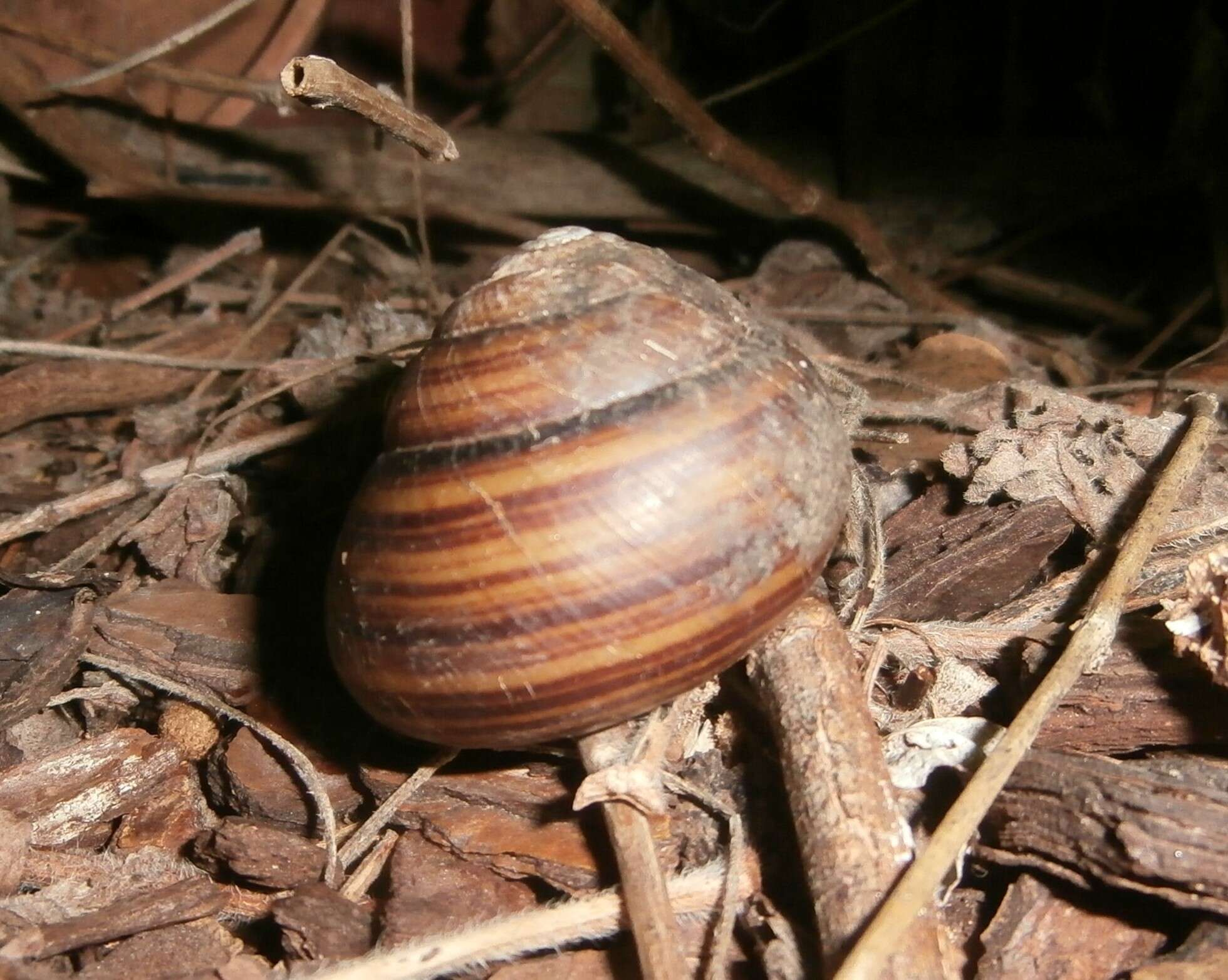 Image of Sphaerospira fraseri (Griffith & Pidgeon 1833)