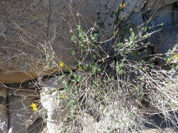 Image of Parish's goldeneye