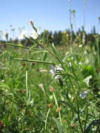 Image of marsh willowherb