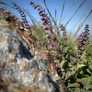 Image of Teucrium salviastrum Schreb.