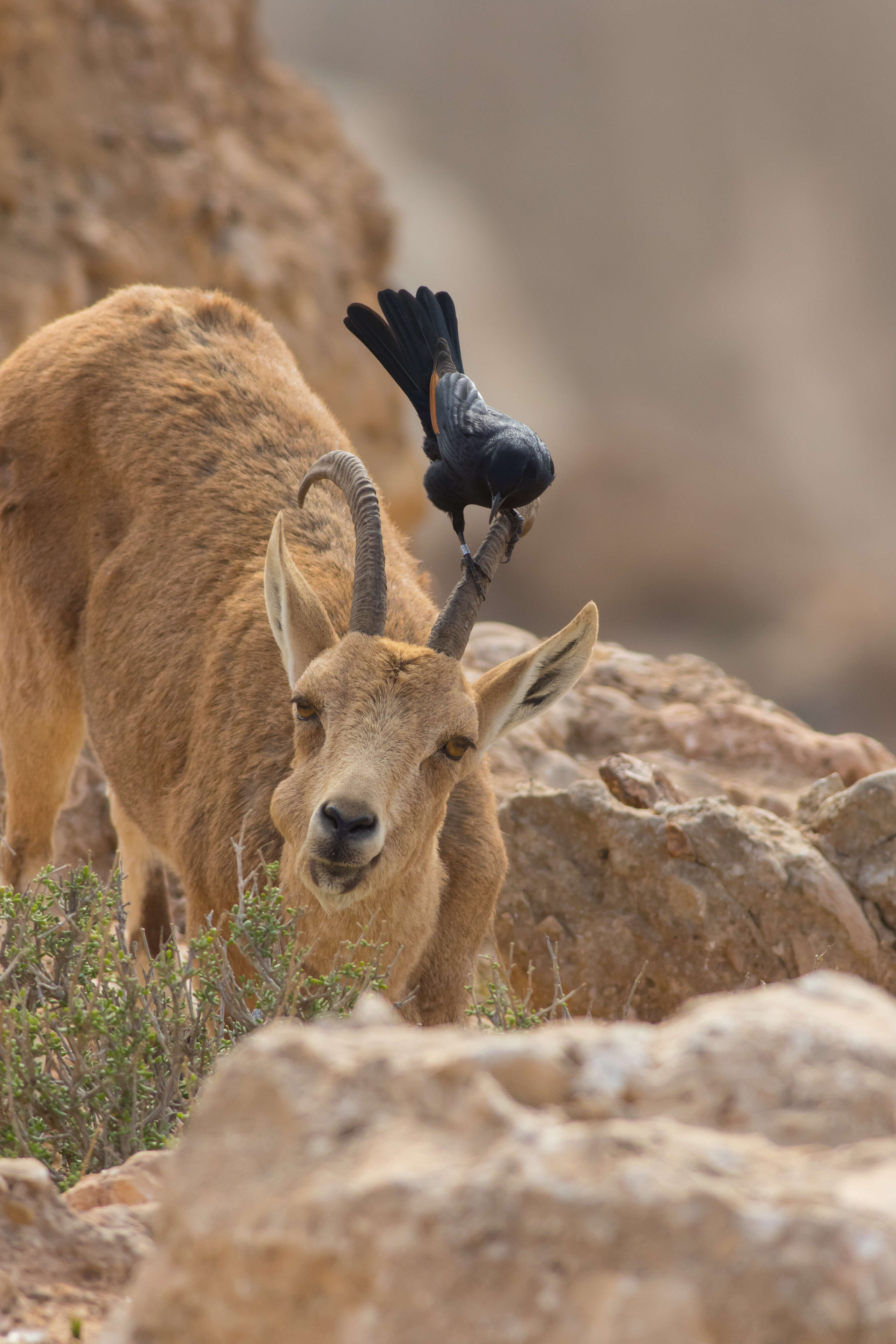 Image of Arabian Chestnut-winged Starling