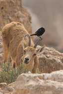 Image of Arabian Chestnut-winged Starling