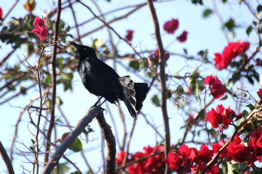 Image of Nicaraguan Grackle