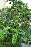 Image of loquat