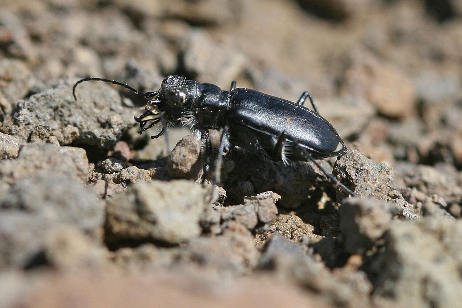 Image of Cicindela (Cicindela) plutonica Casey 1897