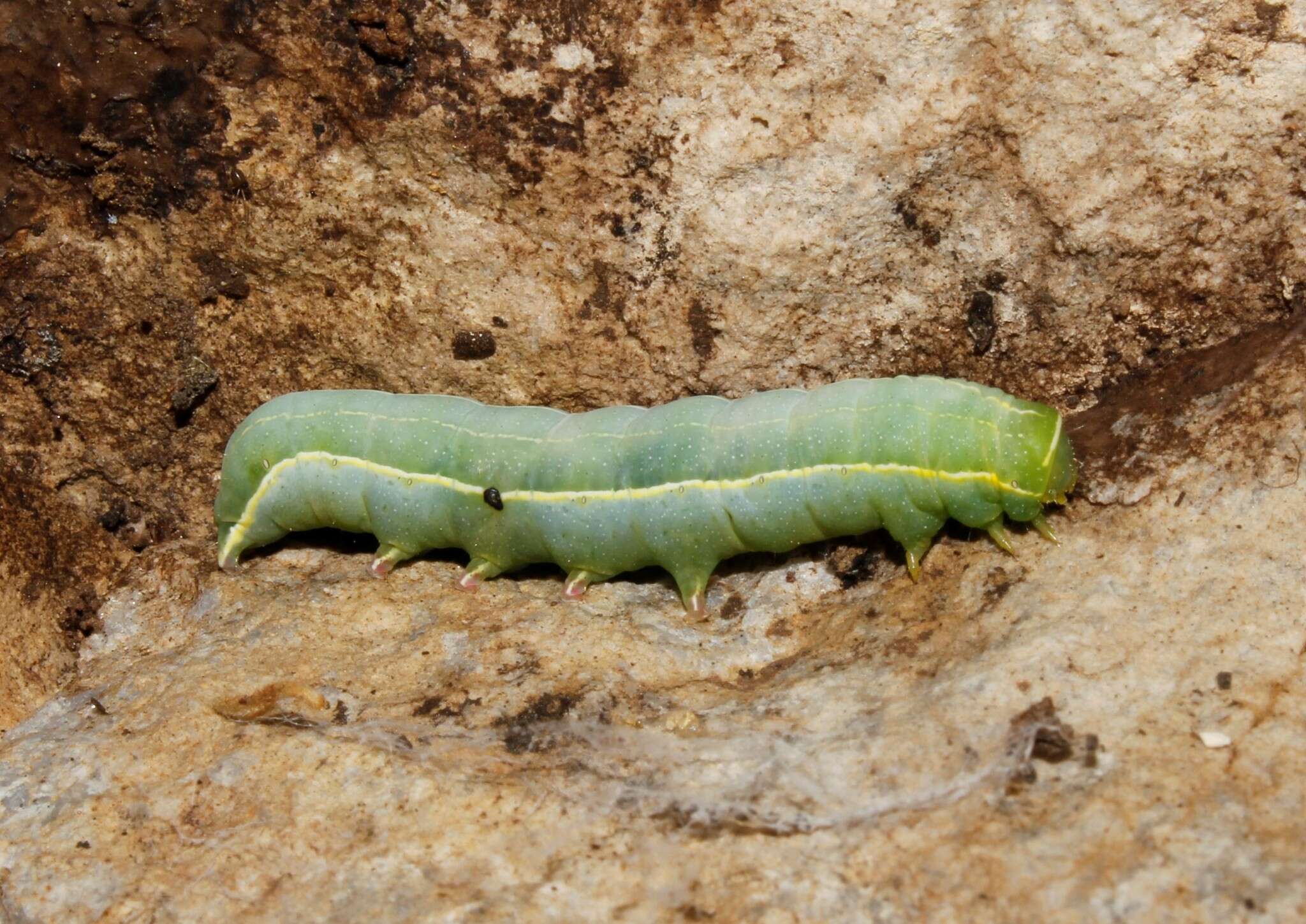 Слика од Amphipyra micans Lederer 1857