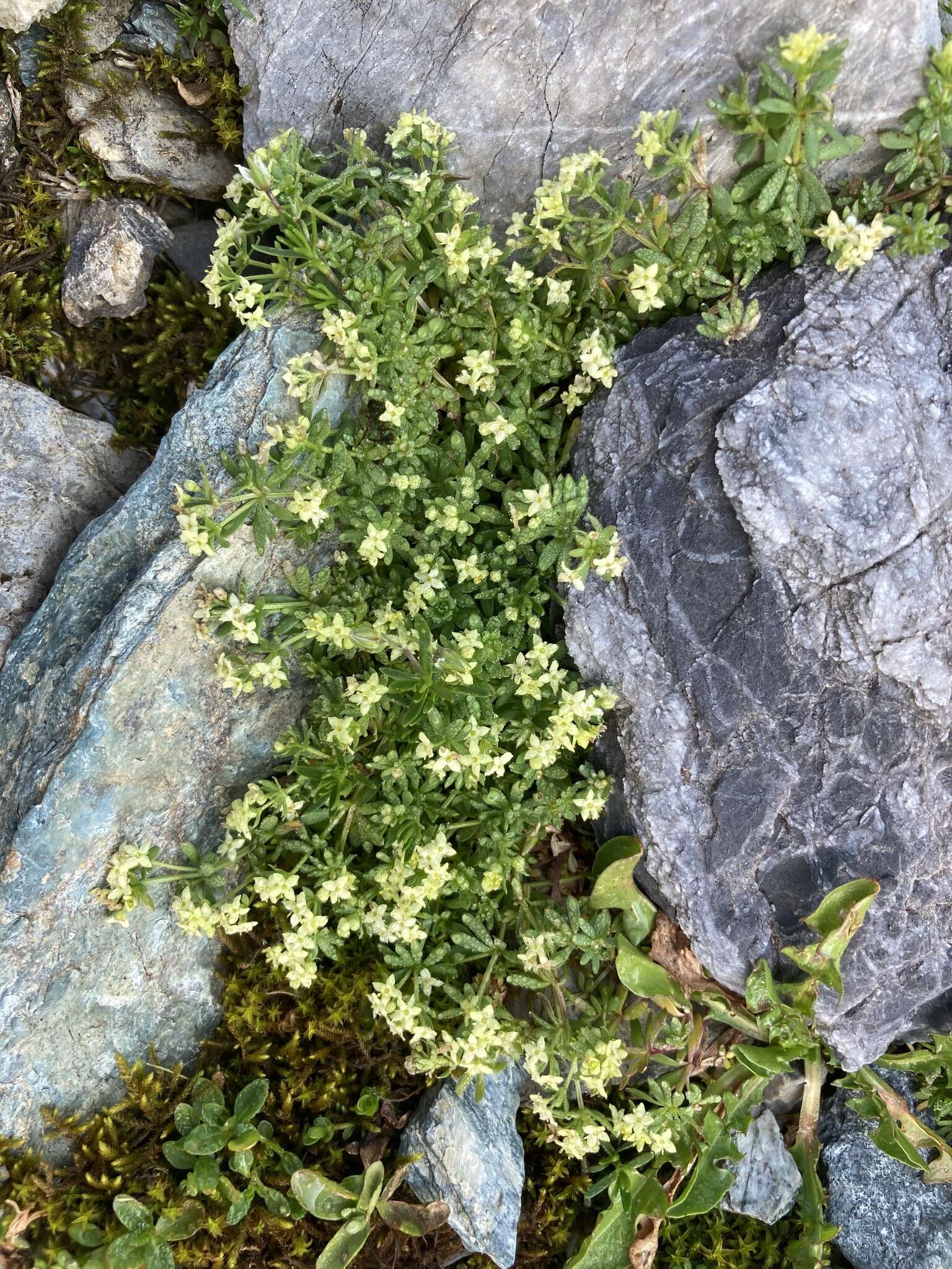 Plancia ëd Galium megalospermum All.