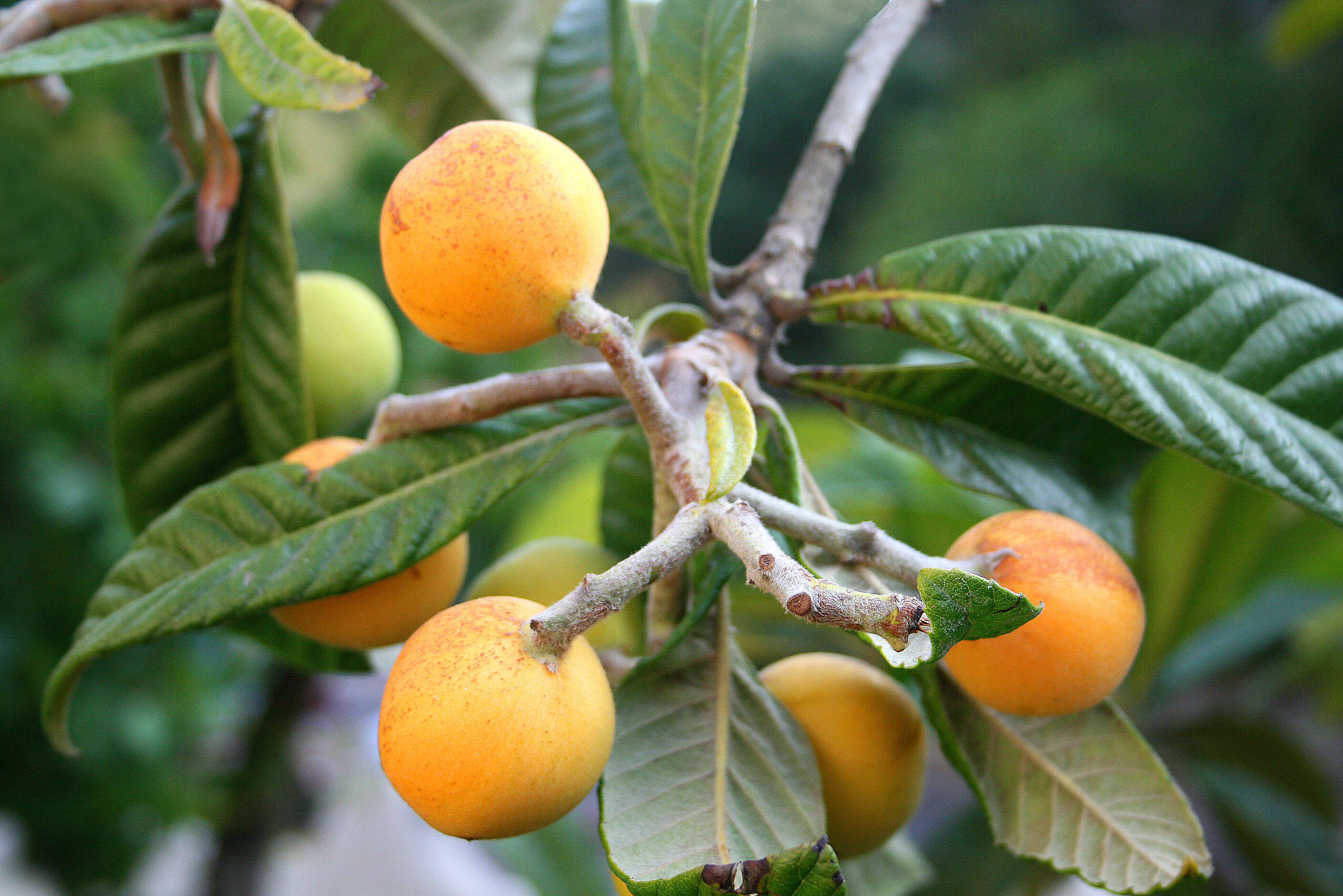 Image of loquat