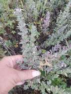 Imagem de Teucrium scordium subsp. scordioides (Schreb.) Arcang.