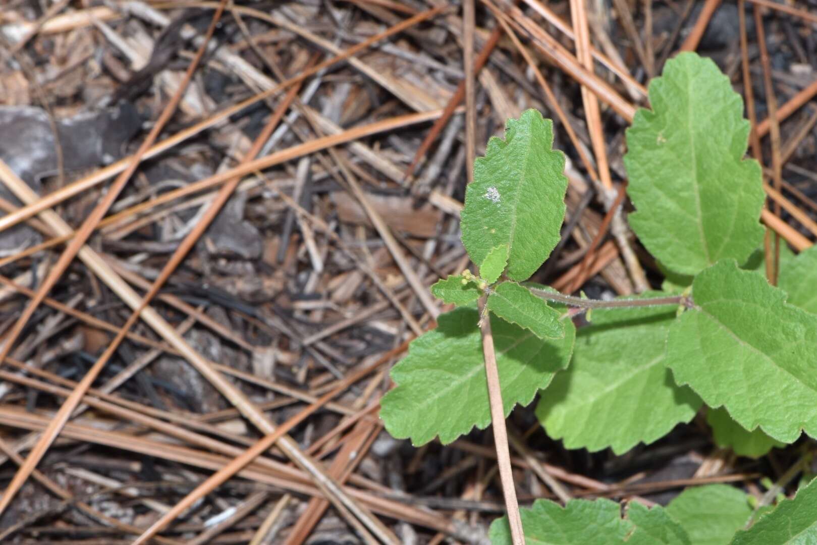 Image of Small's noseburn