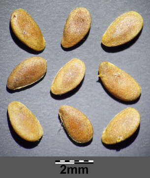 Image of golden flax