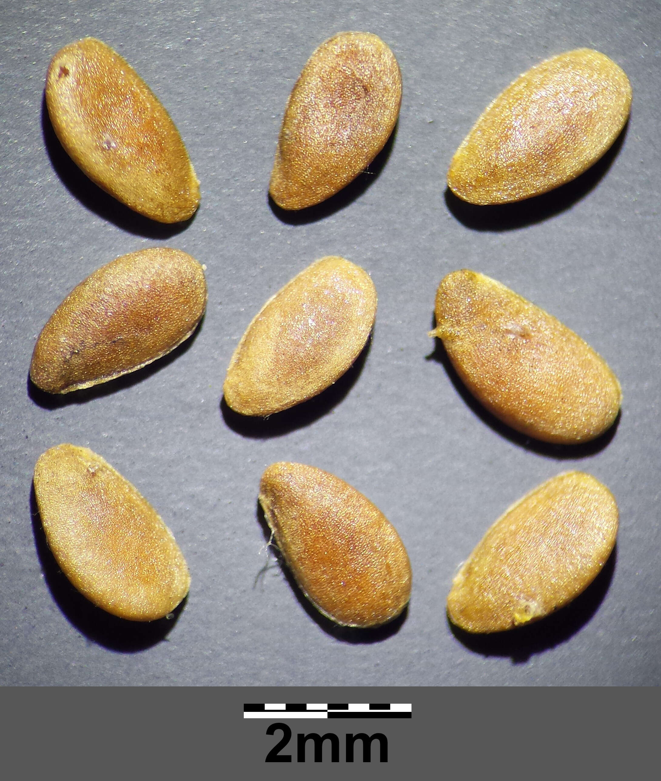 Image of golden flax