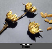 Image of golden flax