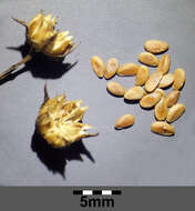 Image of golden flax