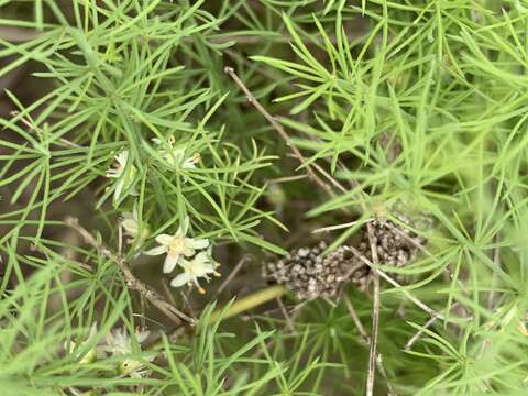 Image of Asparagus minutiflorus (Kunth) Baker