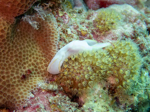 Image of Yellow edged transluscent slug