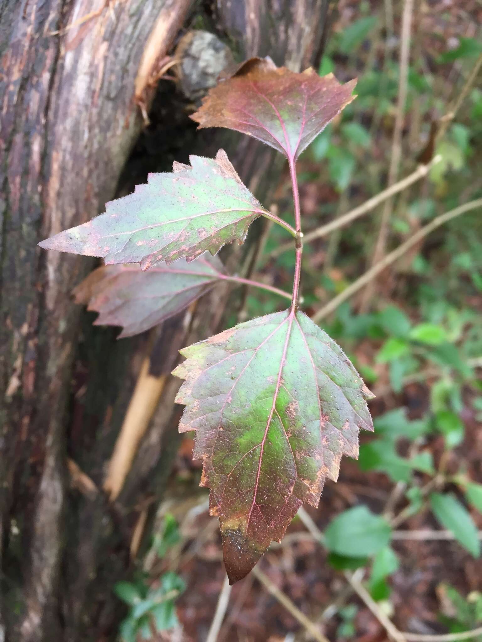 Image of Havana snakeroot