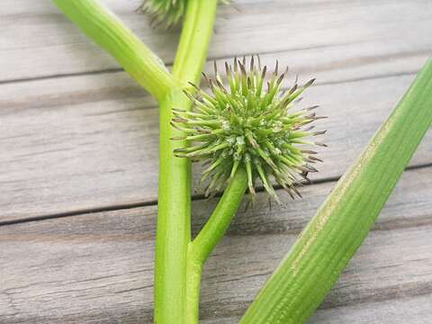 Image of European bur-reed