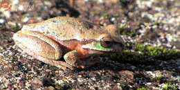 Image of Blue Mountains Tree Frog