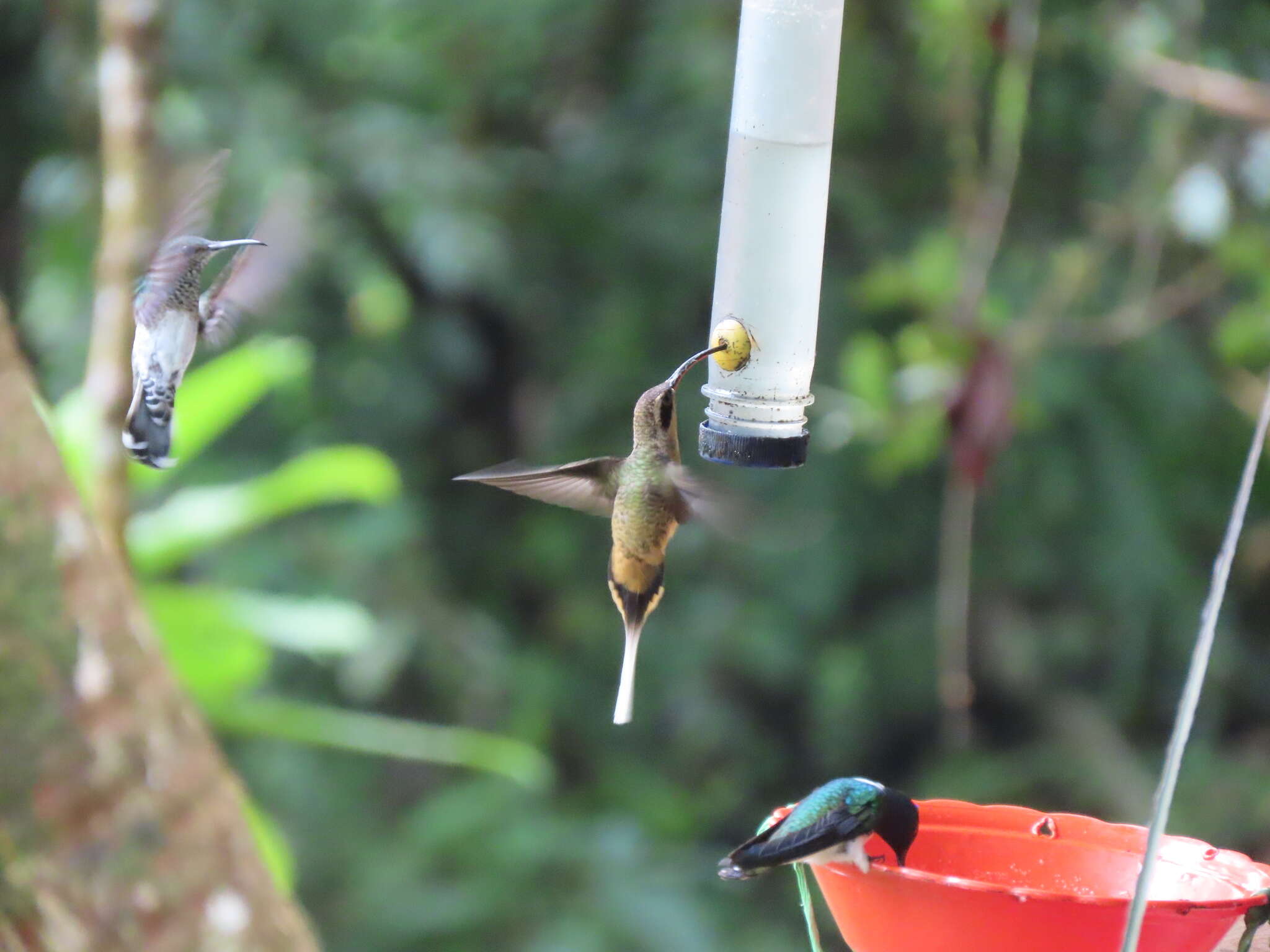 Image of Tawny-bellied Hermit