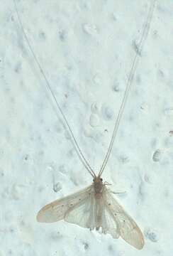 Image of Aethaloptera sexpunctata (Kolenati 1859)