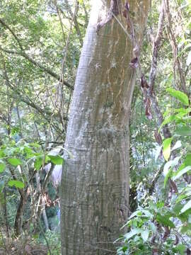 Image of Barrigon Kapoktree