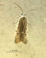 Image of Sommeria ostentata